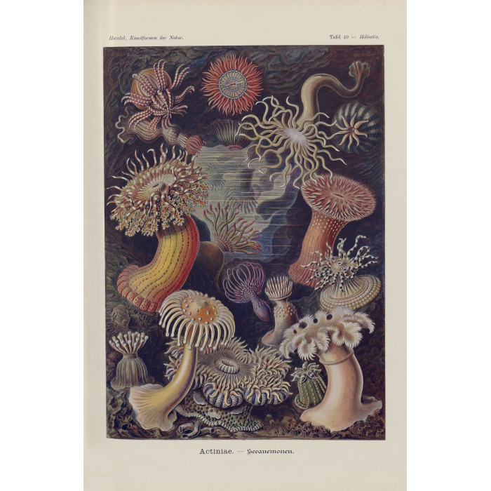 Jellyfish II Poster